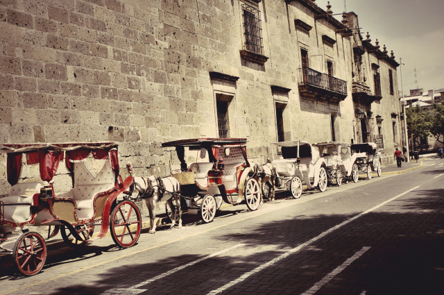 Calandrias en Guadalajara